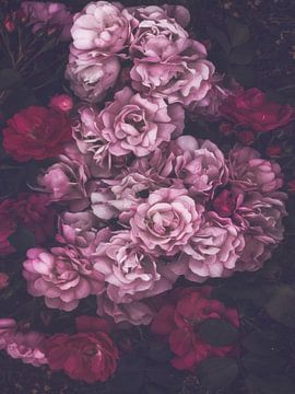 Dunkelrosa Rosen von Marina de Wit