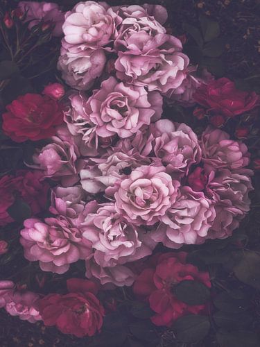 Dark Pink Roses