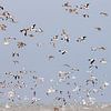 Vögel über dem Wattenmeer von Anja Brouwer Fotografie