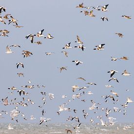 Vogels boven de Waddenzee van Anja Brouwer Fotografie