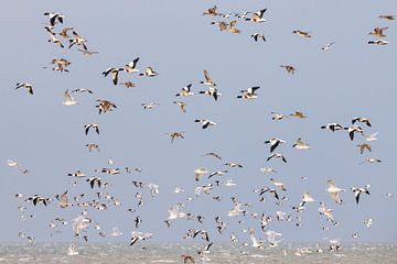 Oiseaux au-dessus de la mer des Wadden sur Anja Brouwer Fotografie