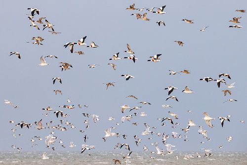 Vogels boven de Waddenzee