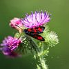 Sechsfleck-Widderchen auf einer Distelblüte von Reiner Conrad