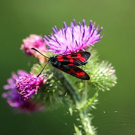 Six-spot burnet on a thistle blossom by Reiner Conrad