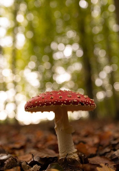 Un bel amanite tue-mouches par un matin d&#039;automne ensoleillé. par Marloes ten Brinke