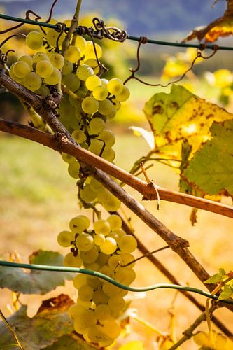 Cueillette du raisin Belgique