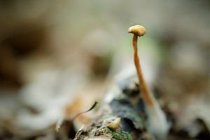 Promenade forestière Champignons