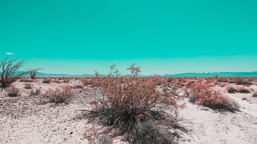 Le désert californien en fleurs 09 par FotoDennis.com | Werk op de Muur
