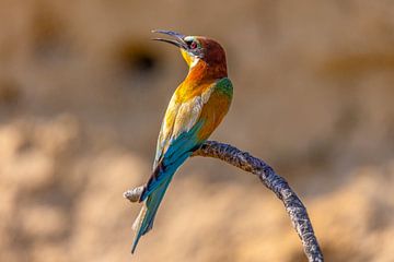 Mangeur d'abeilles, Merops apiaster. sur Gert Hilbink