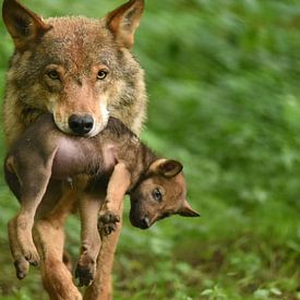 Mutter-Wolf Junge von Eveline Lenderink