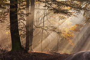 Sonne durchbricht den Nebel im Naturpark Rheingau-Taunus