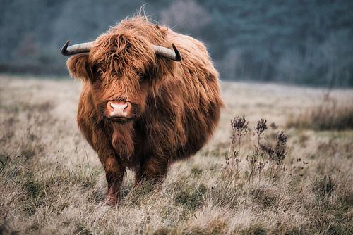 Scottish Highlander