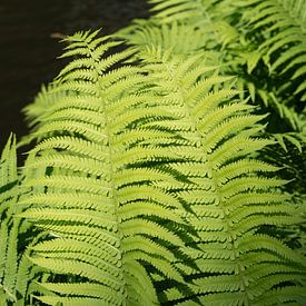 Grüne Farnblätter am dunklen Wasser von Adriana Müller