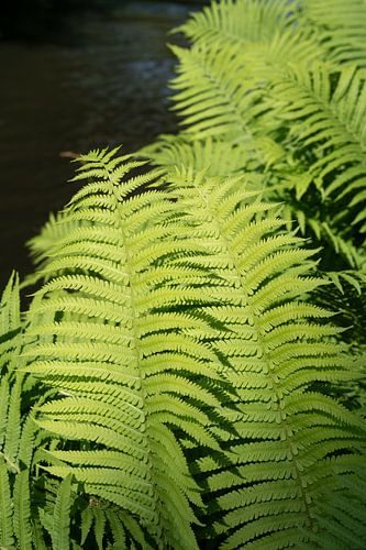 Groene varenbladeren aan het donkere water