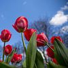 Tulpen vanaf onder van Chris Snoek