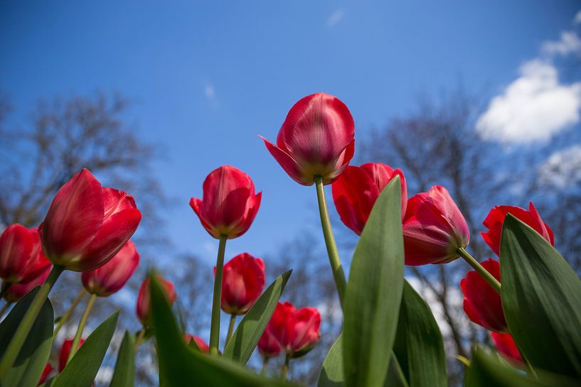 Tulpen vanaf onder van Chris Snoek