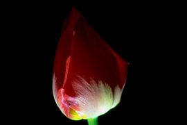 Tulip I by Onno van Kuik