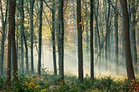 Beams of light in the forest by Kay Wils thumbnail