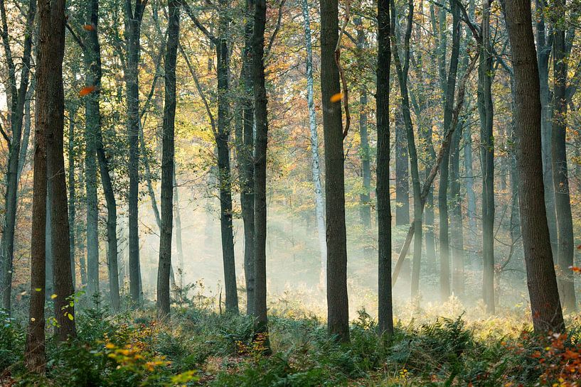 Des faisceaux de lumière dans la forêt par Kay Wils