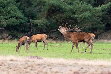 Belling roebuck von Johan van Veelen