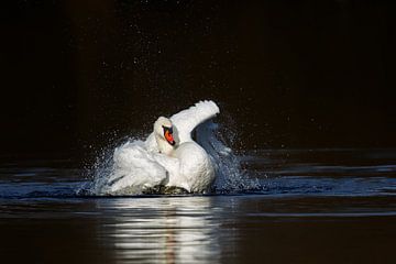 Mute swan (Cygnus olor) by Dirk Rüter