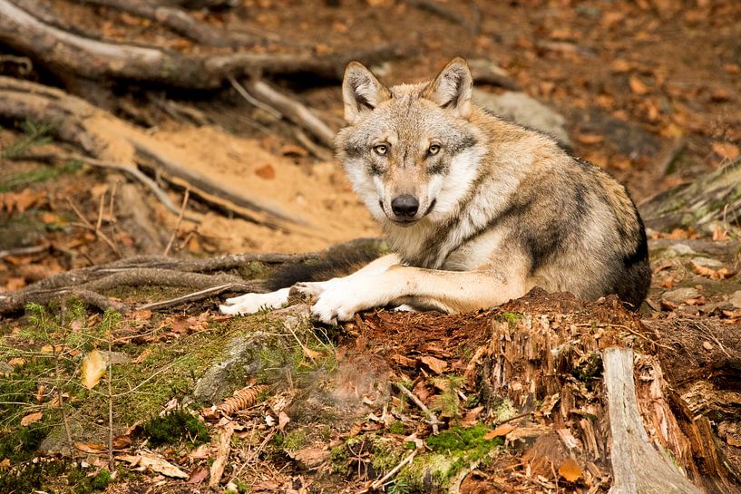 Wolf van Anneke Kroonenberg