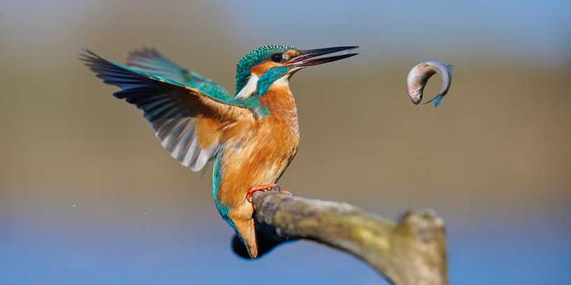 Kingfisher - Die große Flucht von Eisvogel.land - Corné van Oosterhout