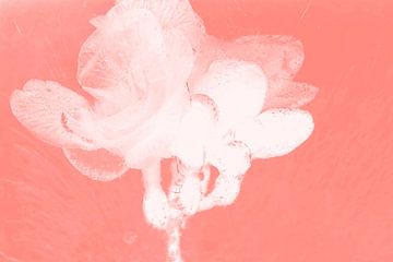 Freesie 2 in roze van Marc Heiligenstein