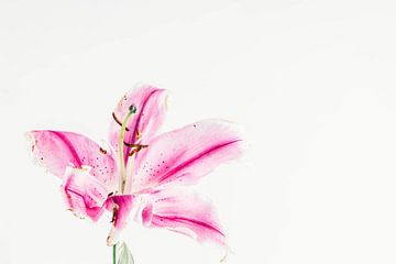 Roze lelie van Lavieren Photography
