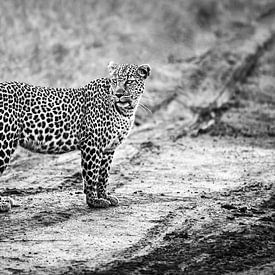 Beautiful black-and-white close-up of a leopard by Chi