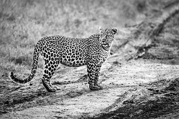 Schöne schwarz-weiße Nahaufnahme eines Leoparden