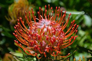 Sugarbossie/Protea