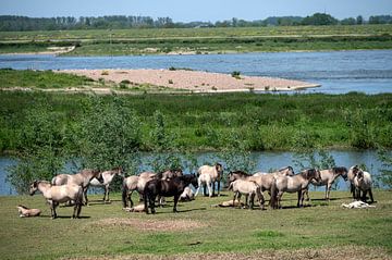 Konikpaarden grazen in de uiterwaarden van de Waal. van Richard Wareham