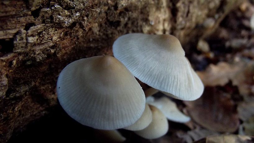 Paddenstoelen op boomstam by Marloes Vissers-Schurman