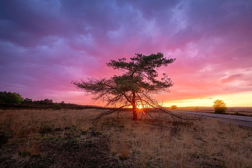 Sunset tree by Jan Koppelaar