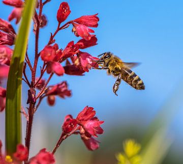 Makro einer fliegenden Biene an einer Heuchera Blume von ManfredFotos