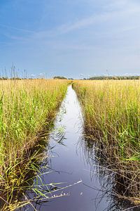 Graben mit Schilf im Nationalpark Vorpommersche Boddenlandschaft