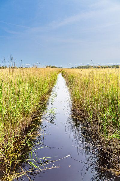 Sloot met riet in het Nationaal Park Vorpommersche Boddenlandschaft van Rico Ködder