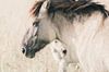 Konik-Pferd mit Fohlen von Kimberley Jekel Miniaturansicht