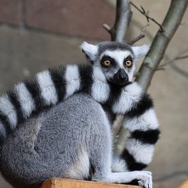 Catta by Matthias Brix