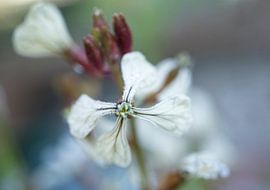 Macro de la fleur de roquette avec des gouttes de pluie
