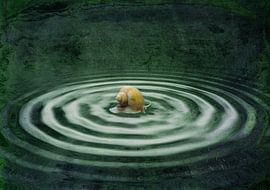 Wasserringe mit Schnecke by Roswitha Lorz