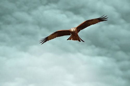 Red kite in flight against dramatic sky