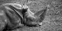 Reclining Rhino by Marcel Kerdijk thumbnail