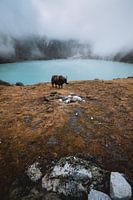 De jak van Gokyo