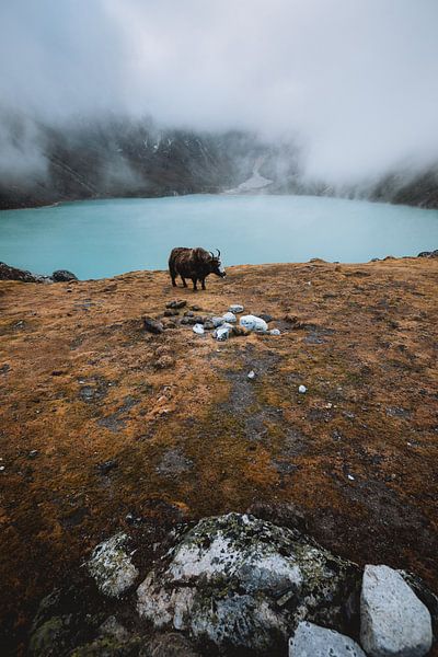 Gokyo's Yak von Roy Mosterd