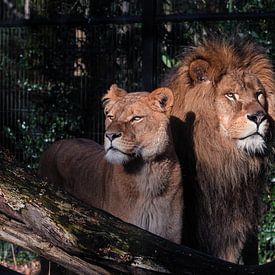 Lion and Lioness by Eveline van Beusichem