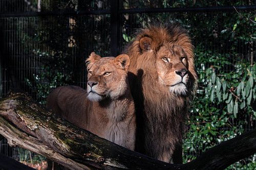 Lion and Lioness