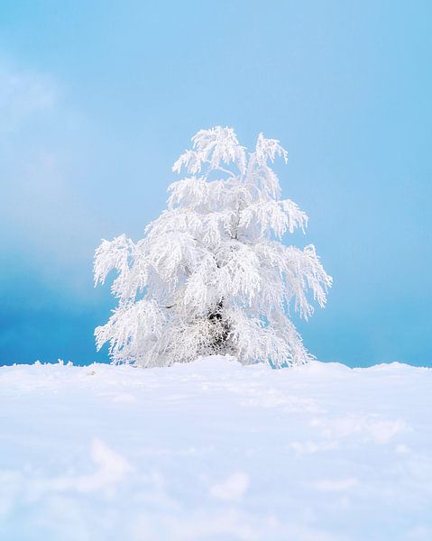 Winter Vibes by Hello Pompoyo