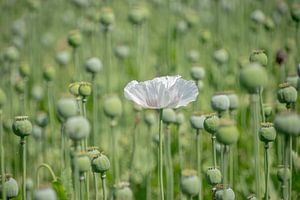 Mohnblumen, Blumenwiese